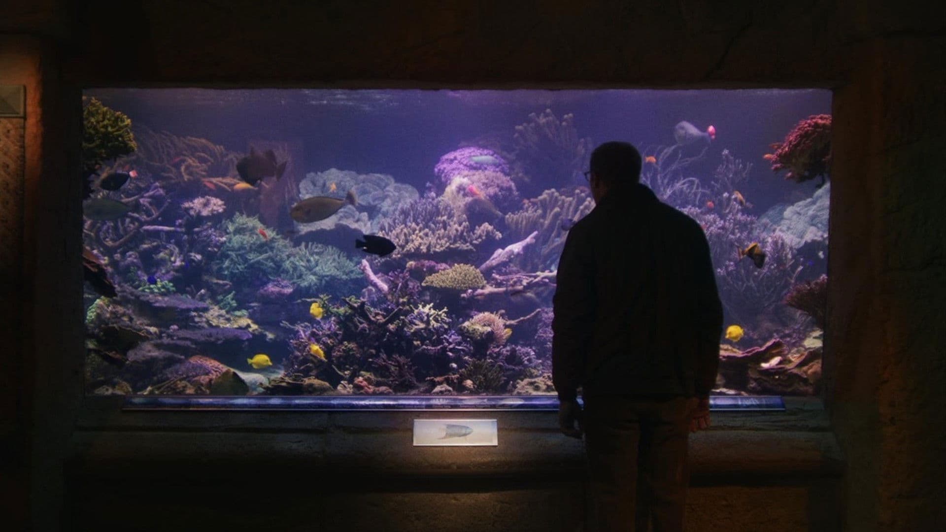 Poster backdrop for Relaxing Old Footage With Joe Pera