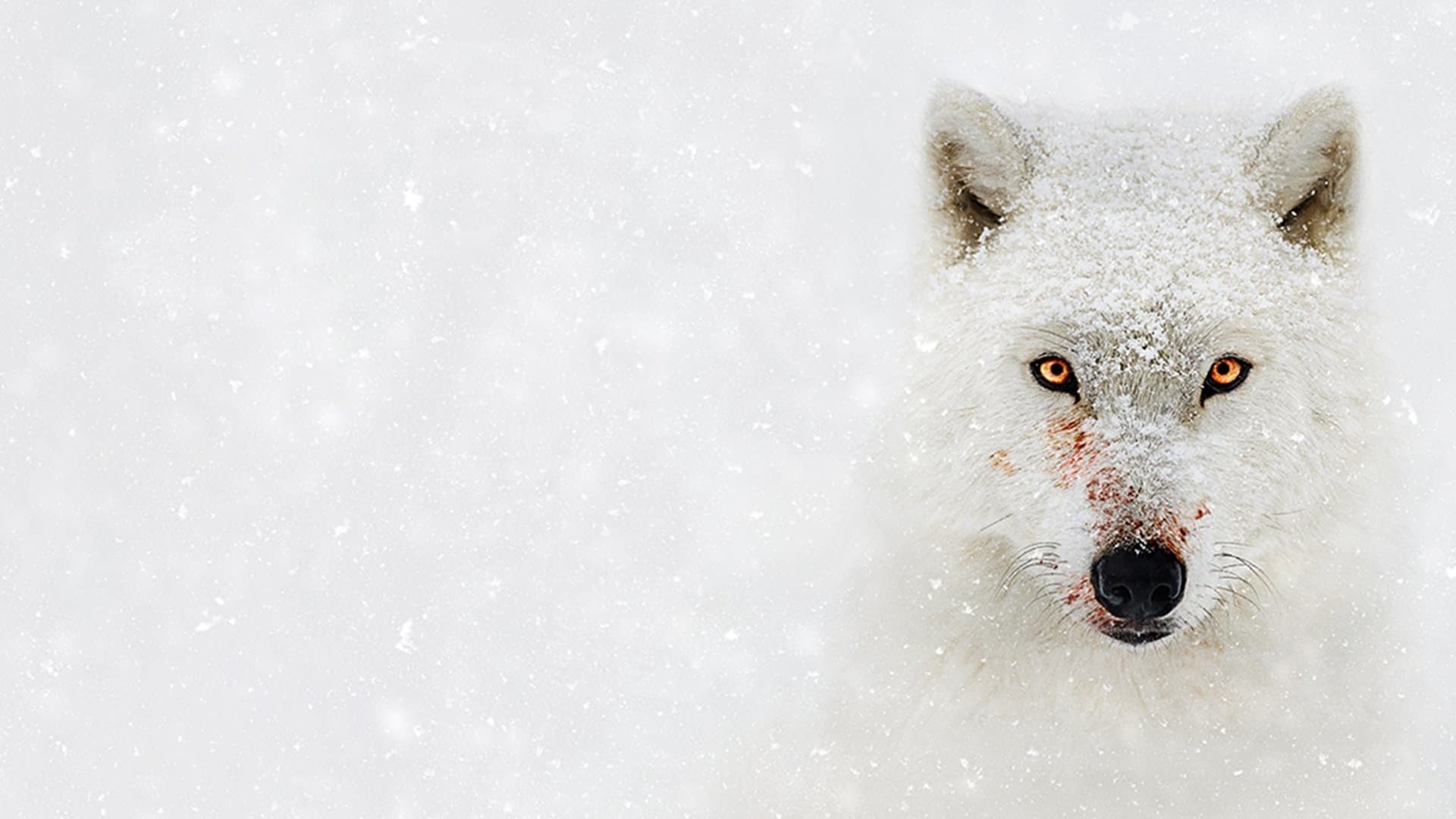 Poster backdrop for Hostile Planet