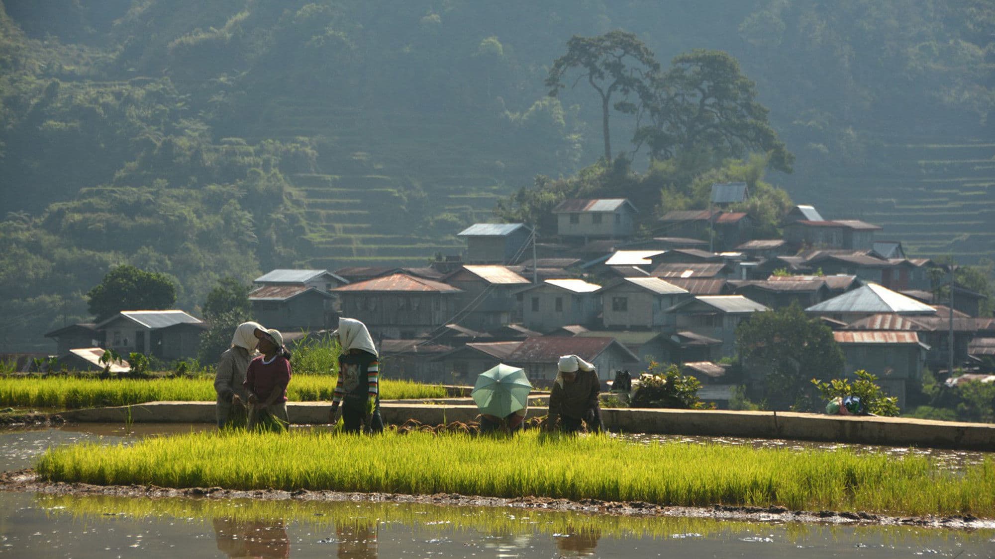 Poster backdrop for Bontok, Rapeless