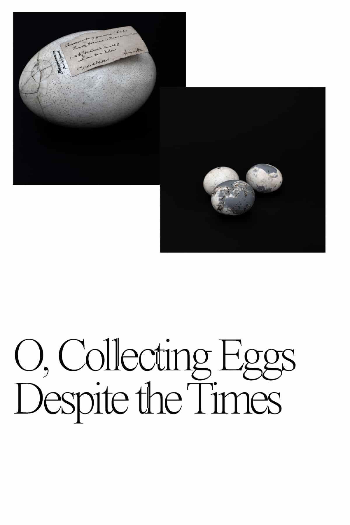 Poster backdrop for O, Collecting Eggs Despite the Times