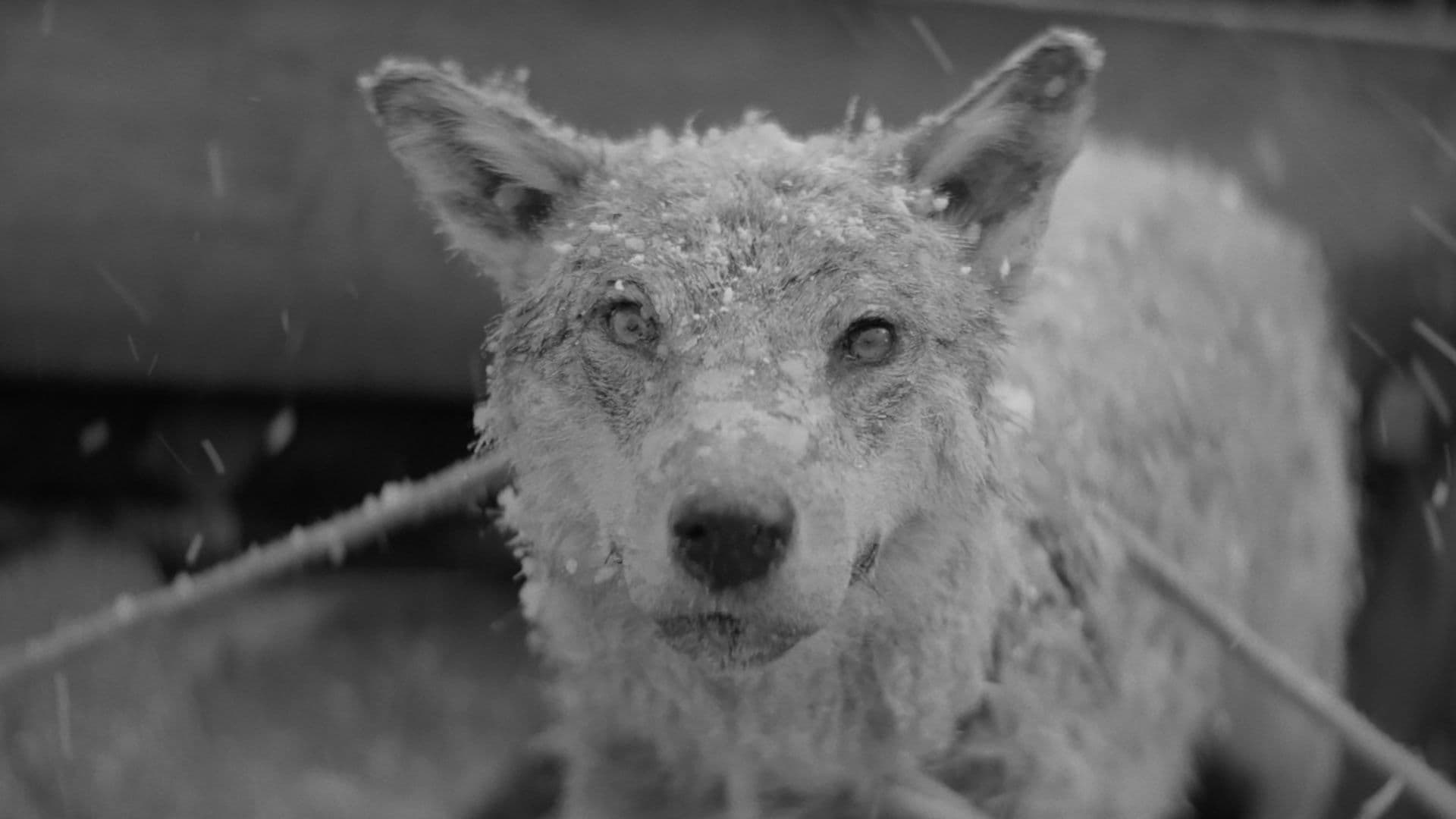 Poster backdrop for January