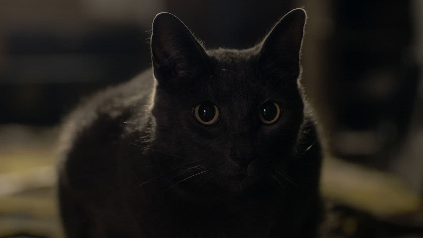 Poster backdrop for Stray