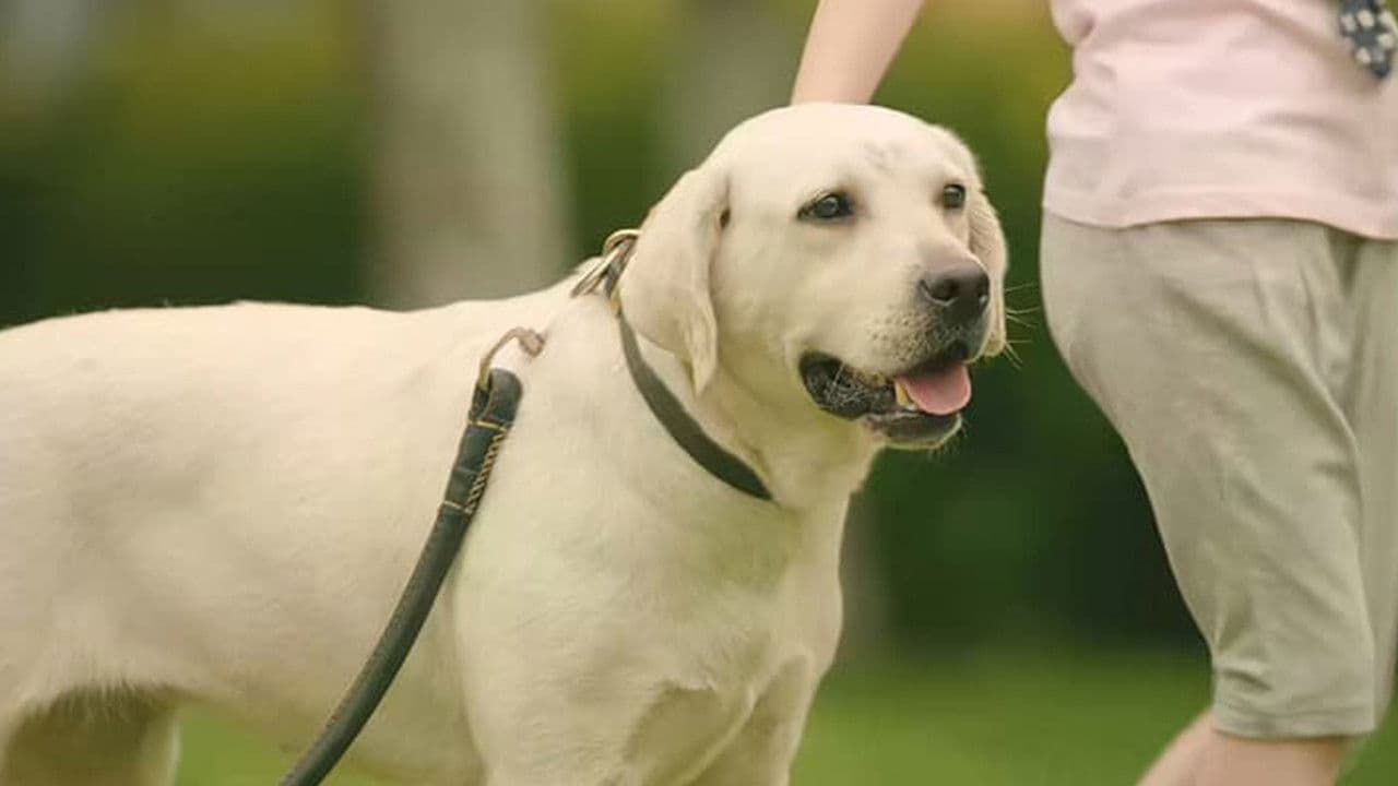 Poster backdrop for Dog Attack
