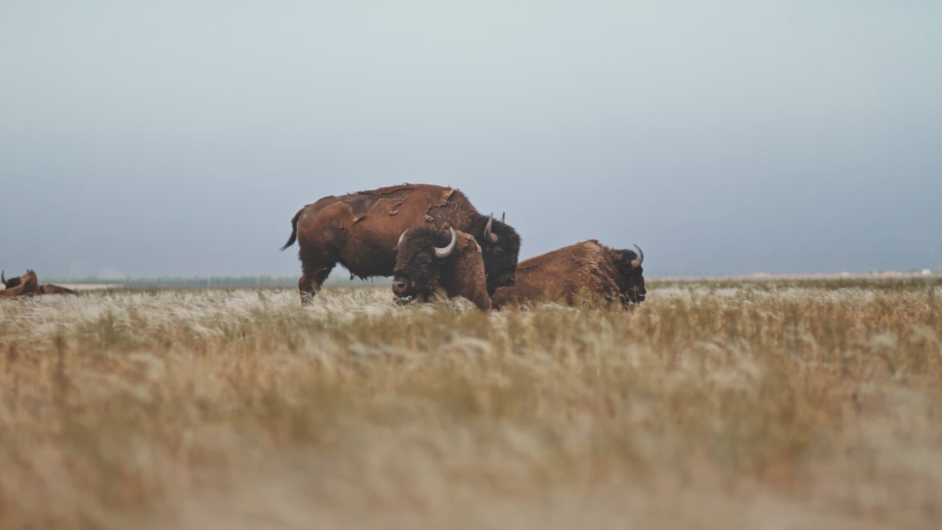 Poster backdrop for Askania Reserve