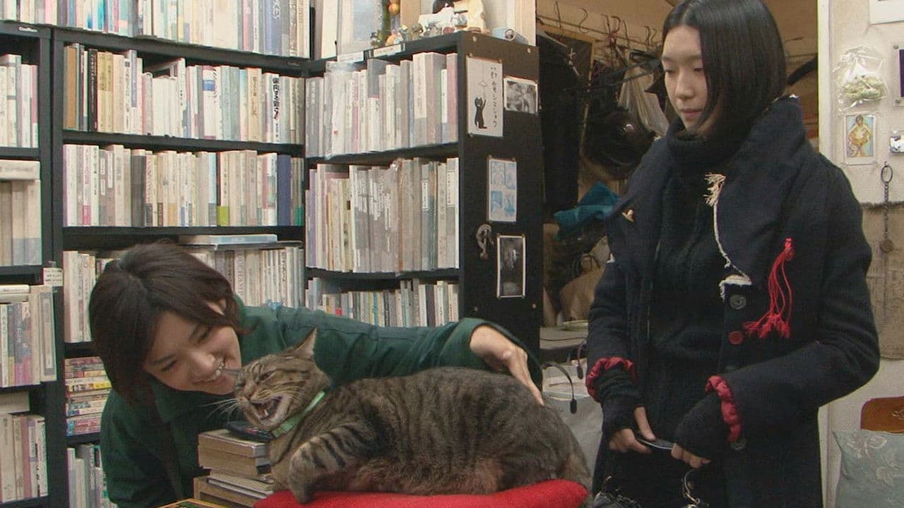 Poster backdrop for I’m a Cat Stalker