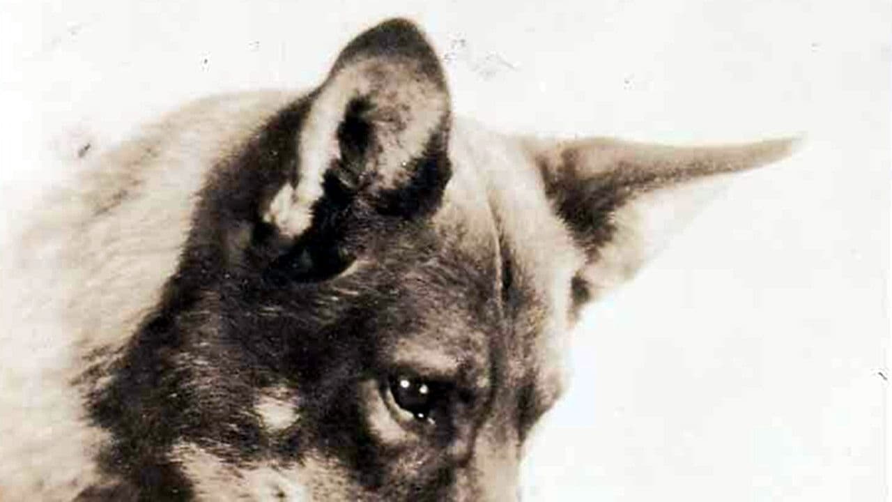 Poster backdrop for While London Sleeps