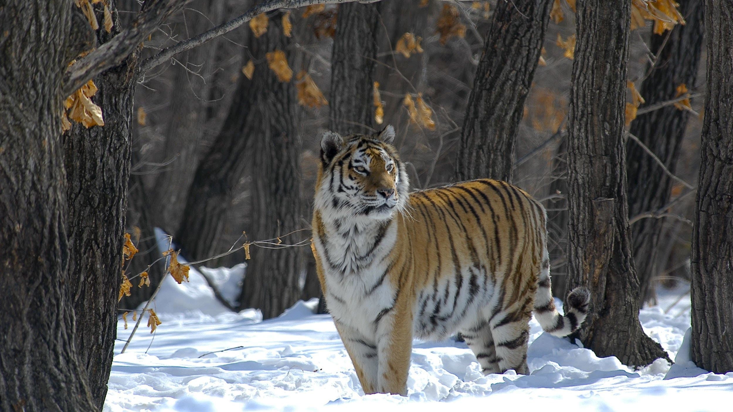 Poster backdrop for Russia - In the Realm of Tigers, Bears and Volcanoes
