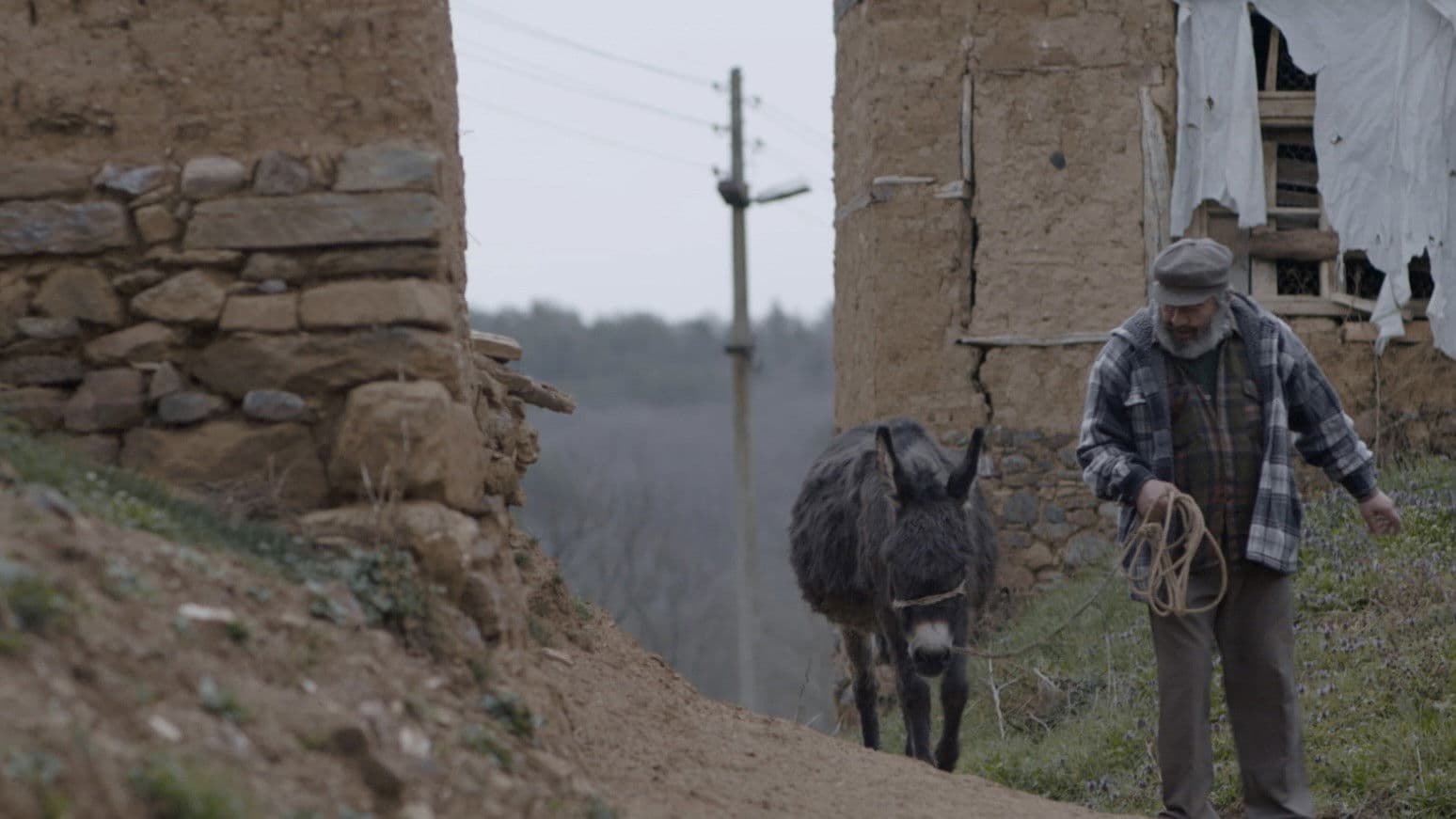 Poster backdrop for Donkey