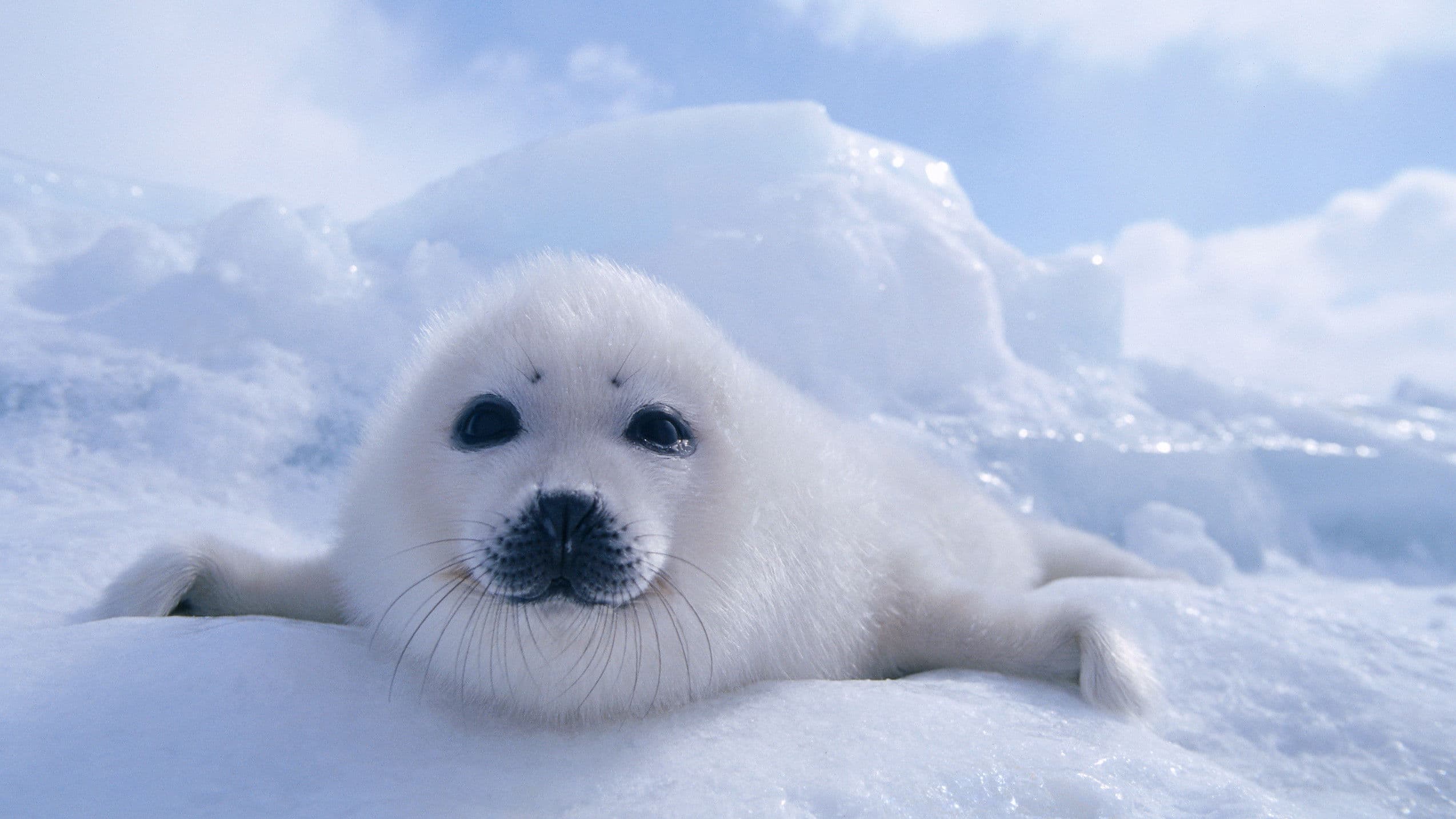 Poster backdrop for Wildest Arctic