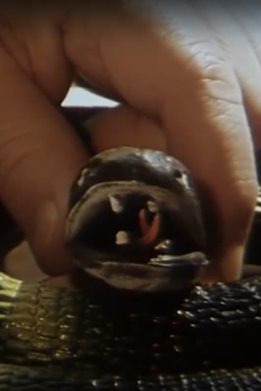 Poster backdrop for Hobby