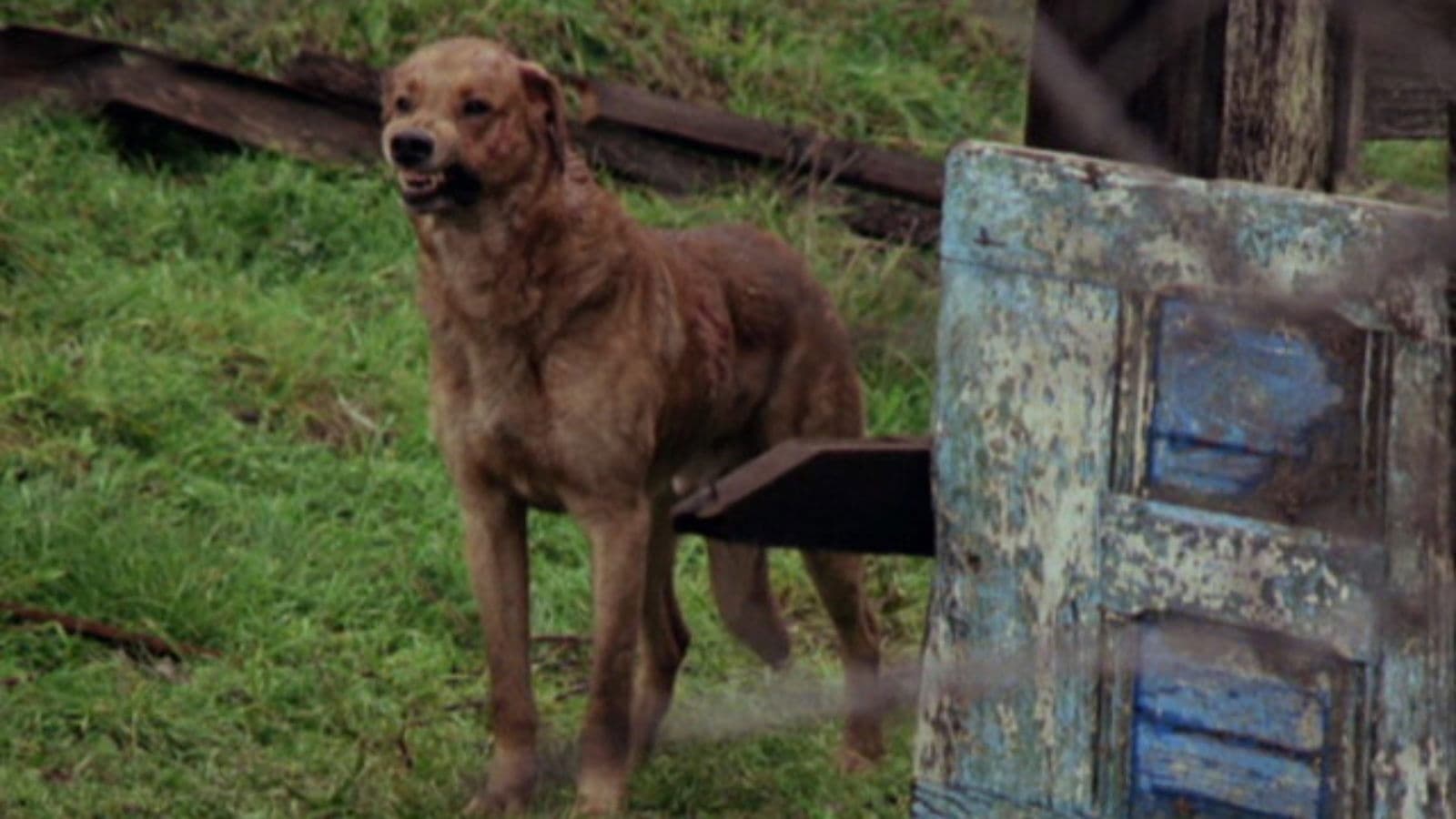 Poster backdrop for The Pack