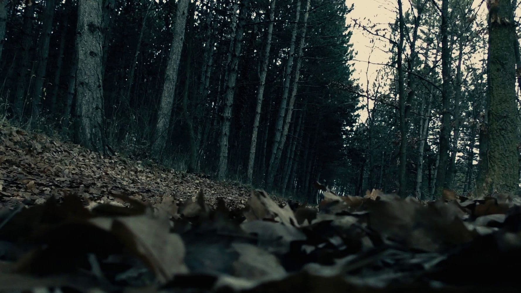 Poster backdrop for Moth