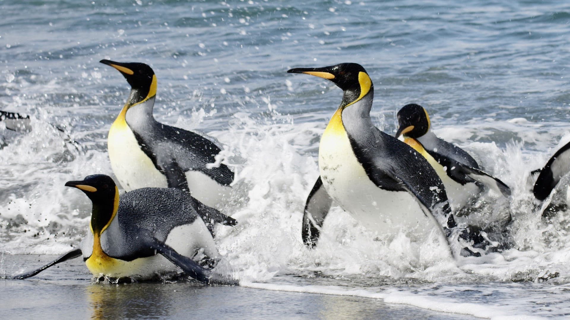 Poster backdrop for Sounds of the South