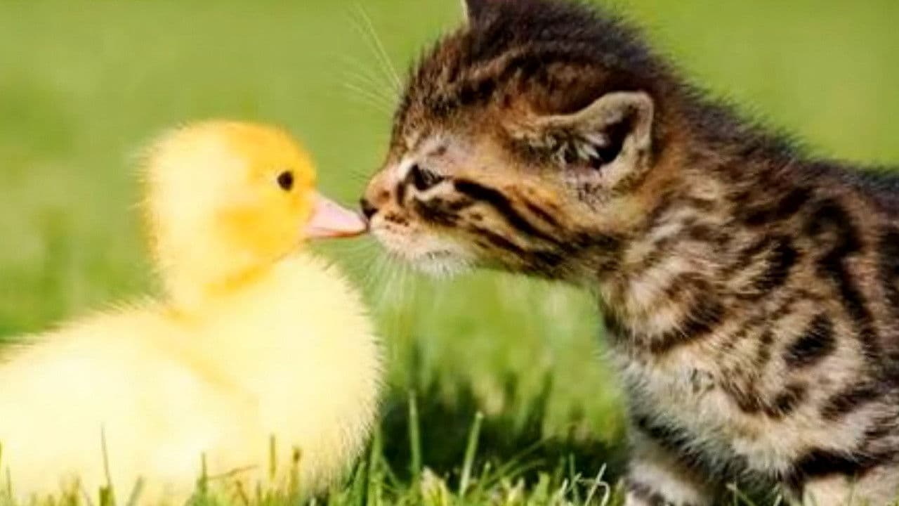 Poster backdrop for Chimiboga: Chimicompilation 2020