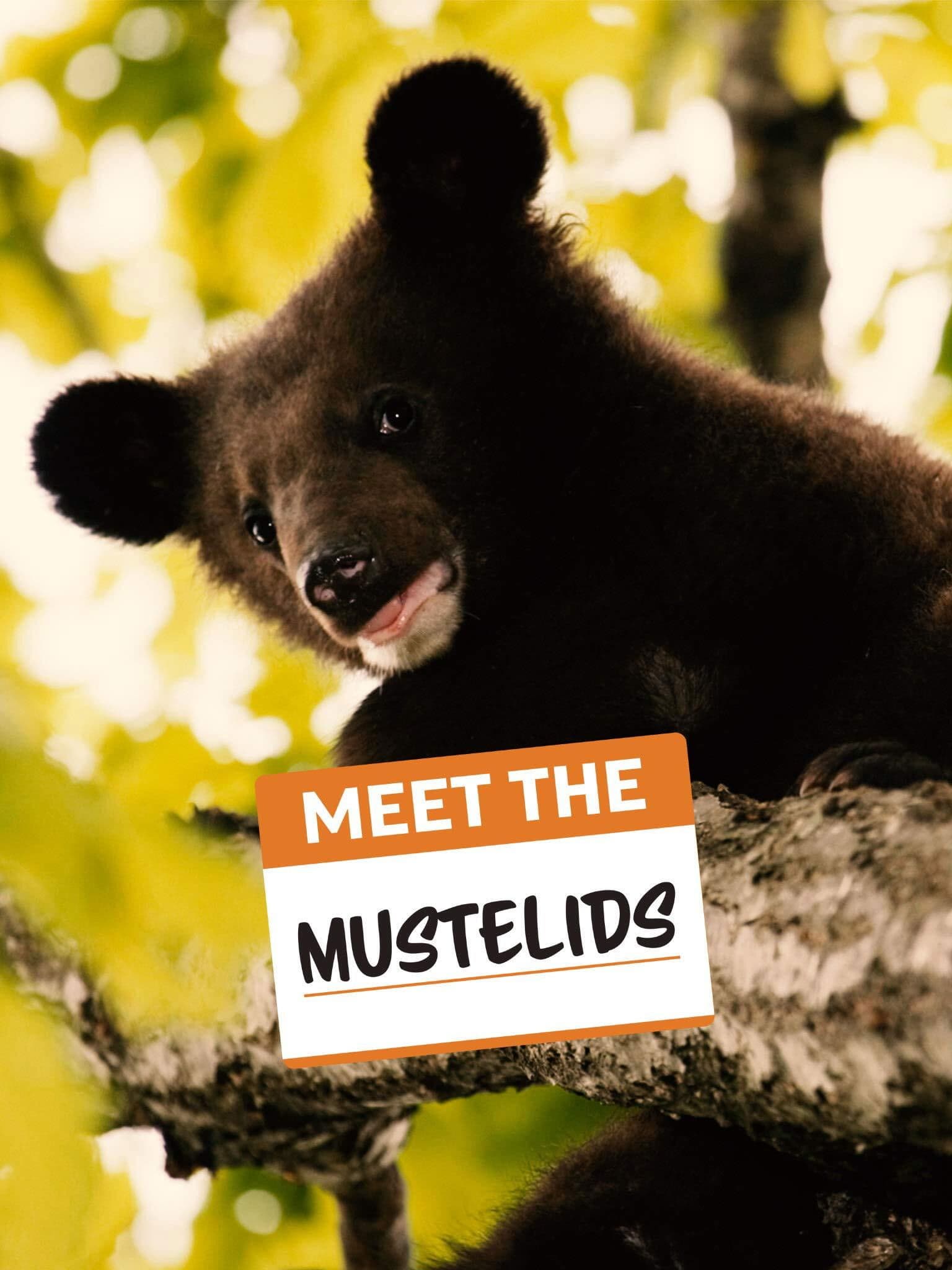 Poster backdrop for Meet the Mustelids