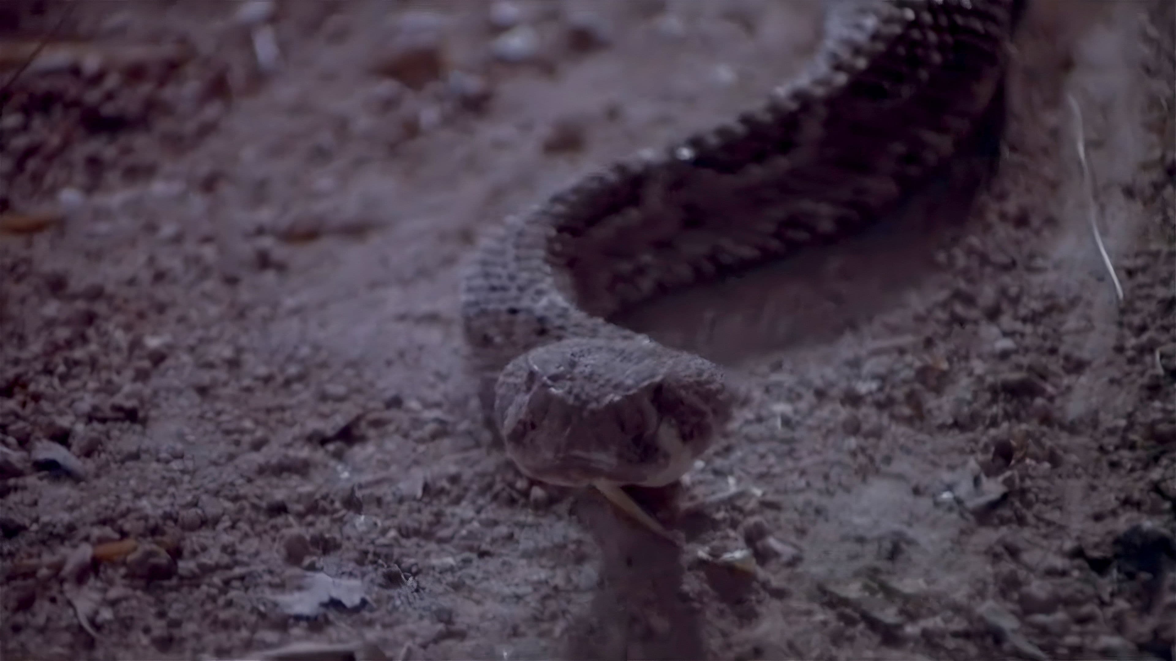 Poster backdrop for Rattlers