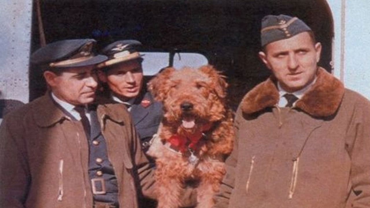 Poster backdrop for The Ballad of Hector the Stowaway Dog