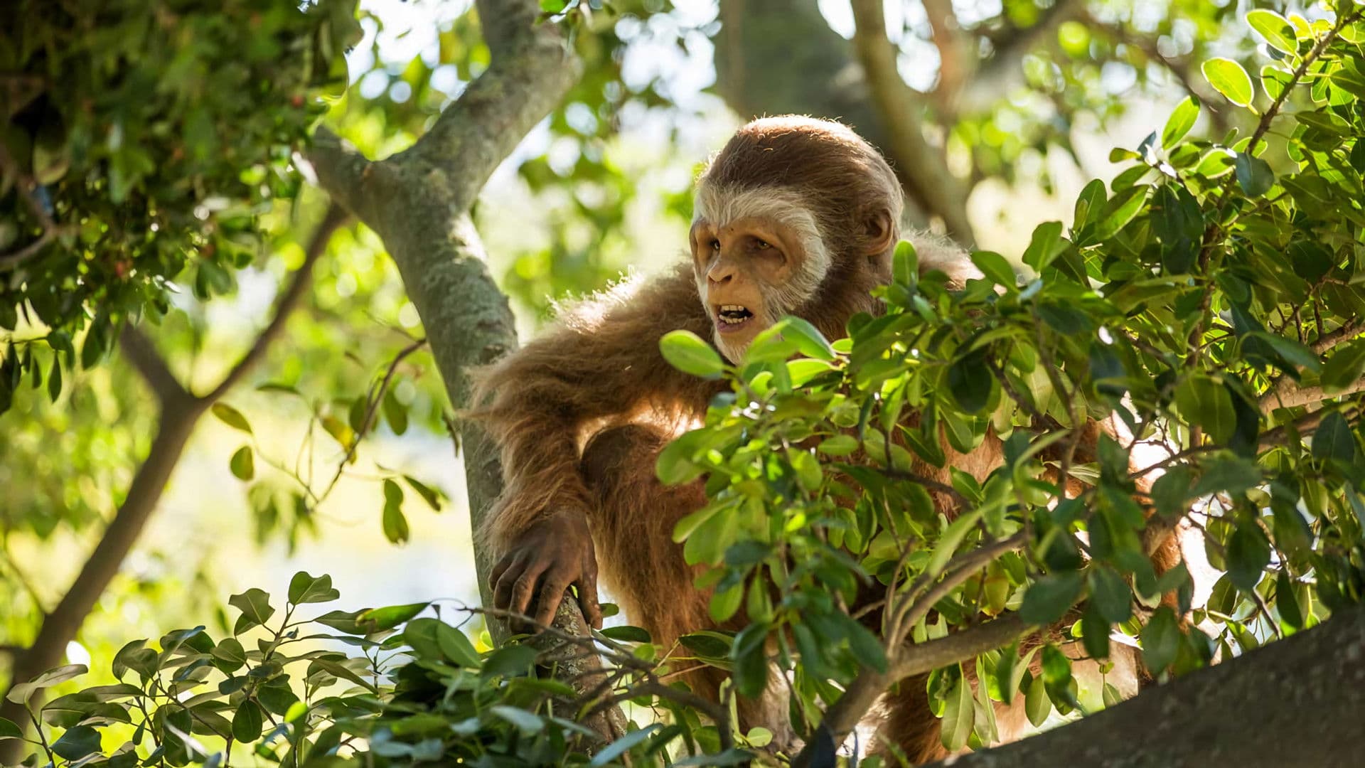 Poster backdrop for First Man