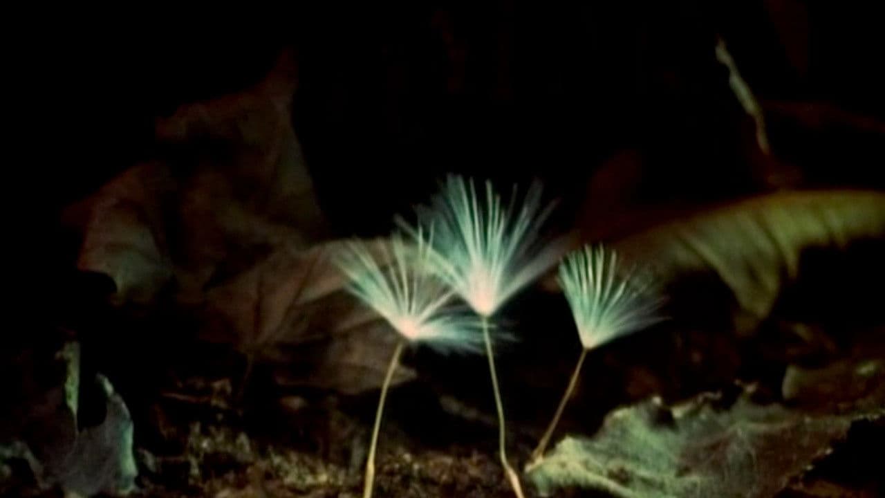 Poster backdrop for The Secret Life of Plants