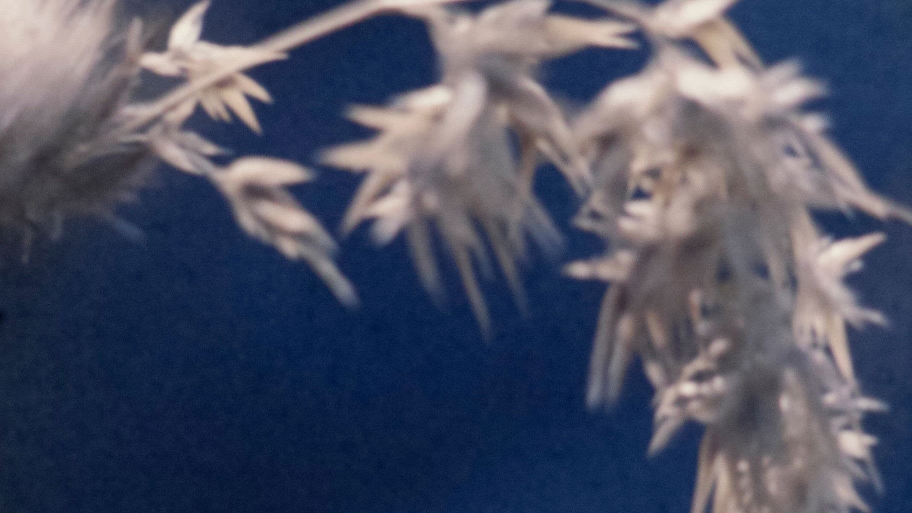 Poster backdrop for Wingseed