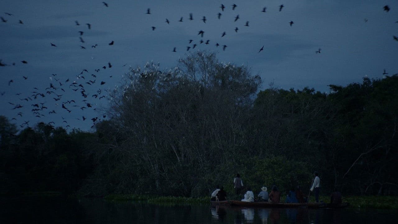 Poster backdrop for Light in the Tropics