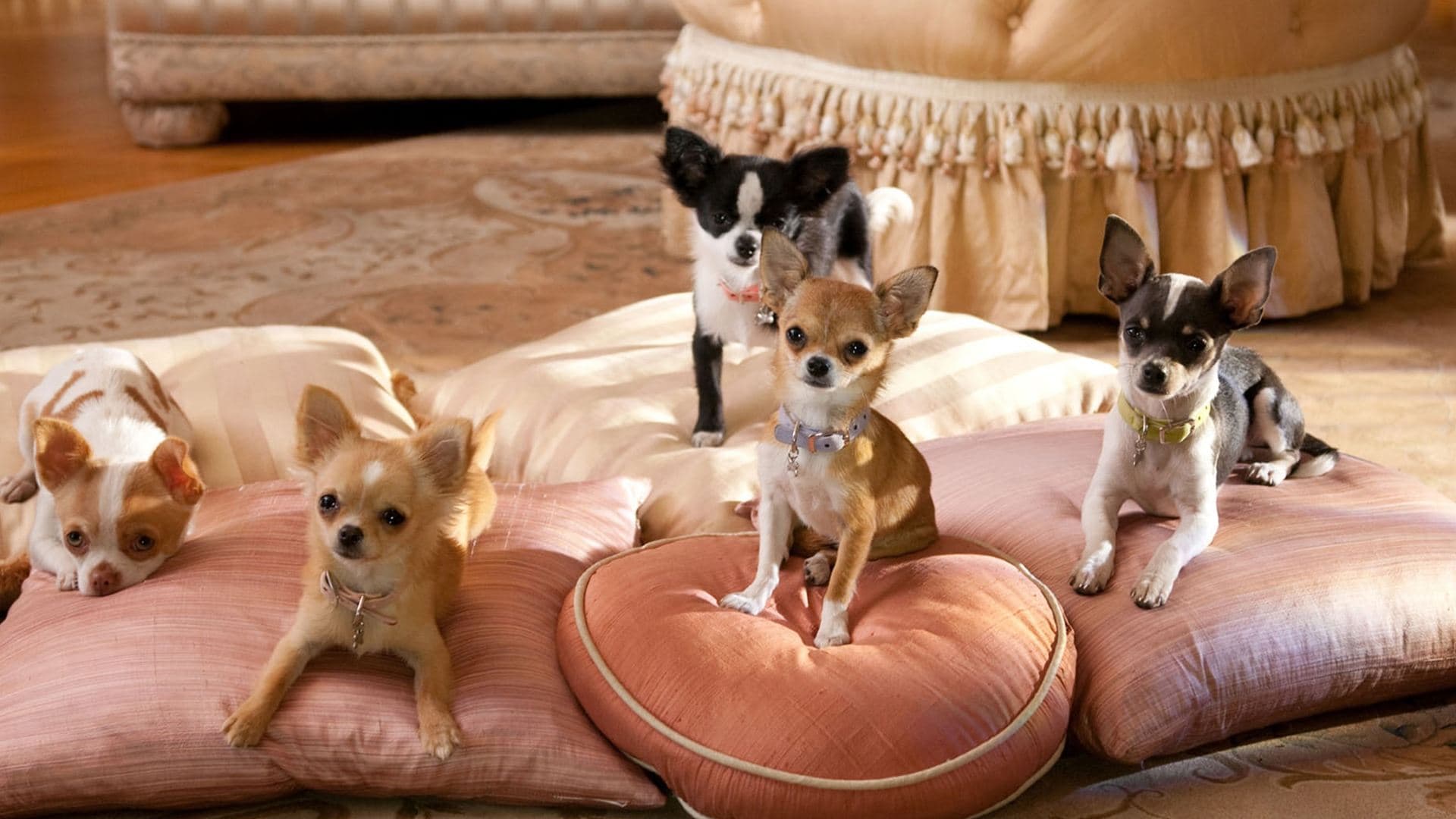 Poster backdrop for Beverly Hills Chihuahua 2