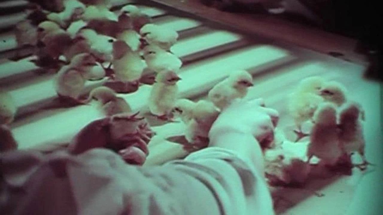 Poster backdrop for The Mallet