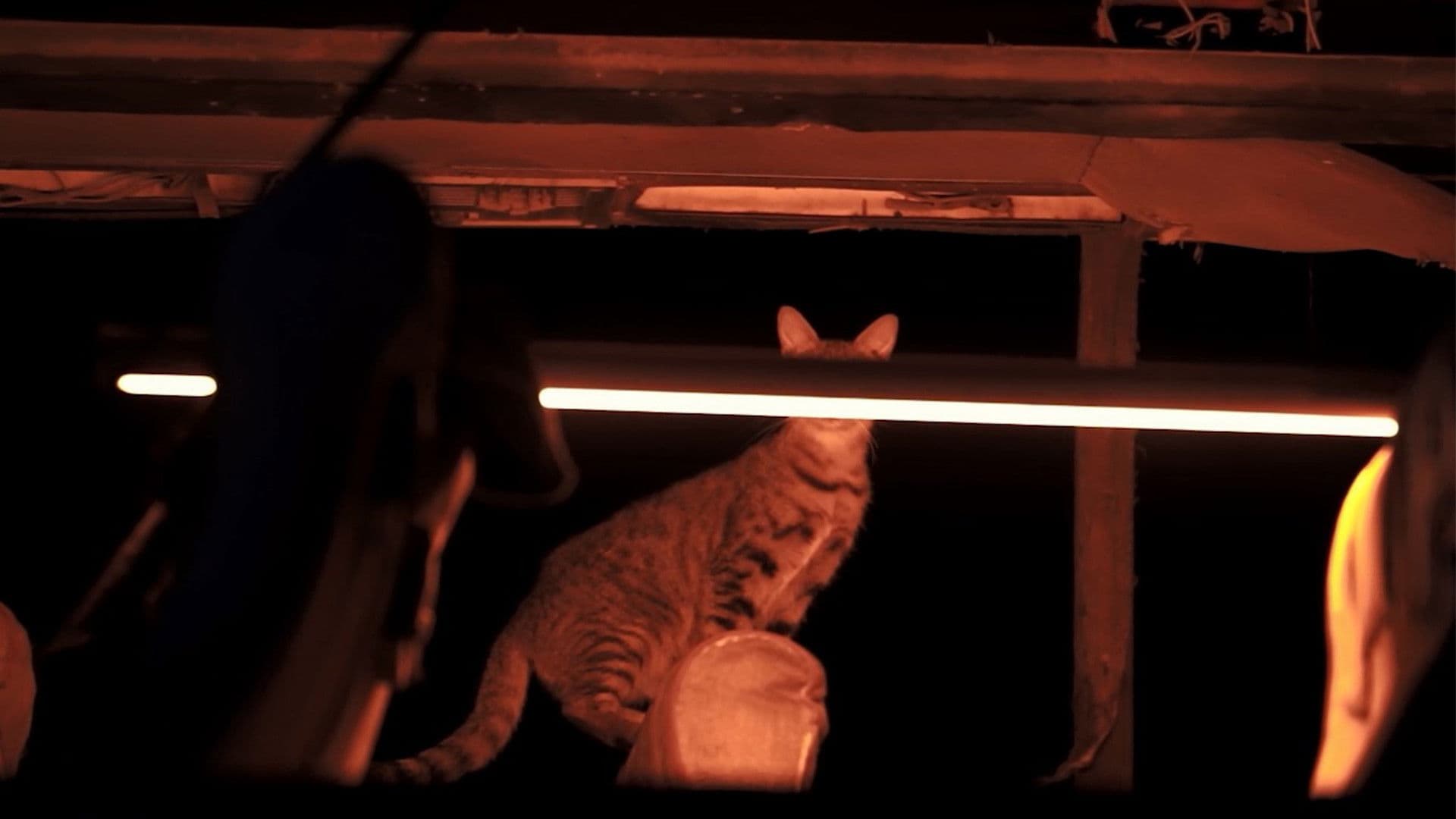 Poster backdrop for Summer, City and a Camera