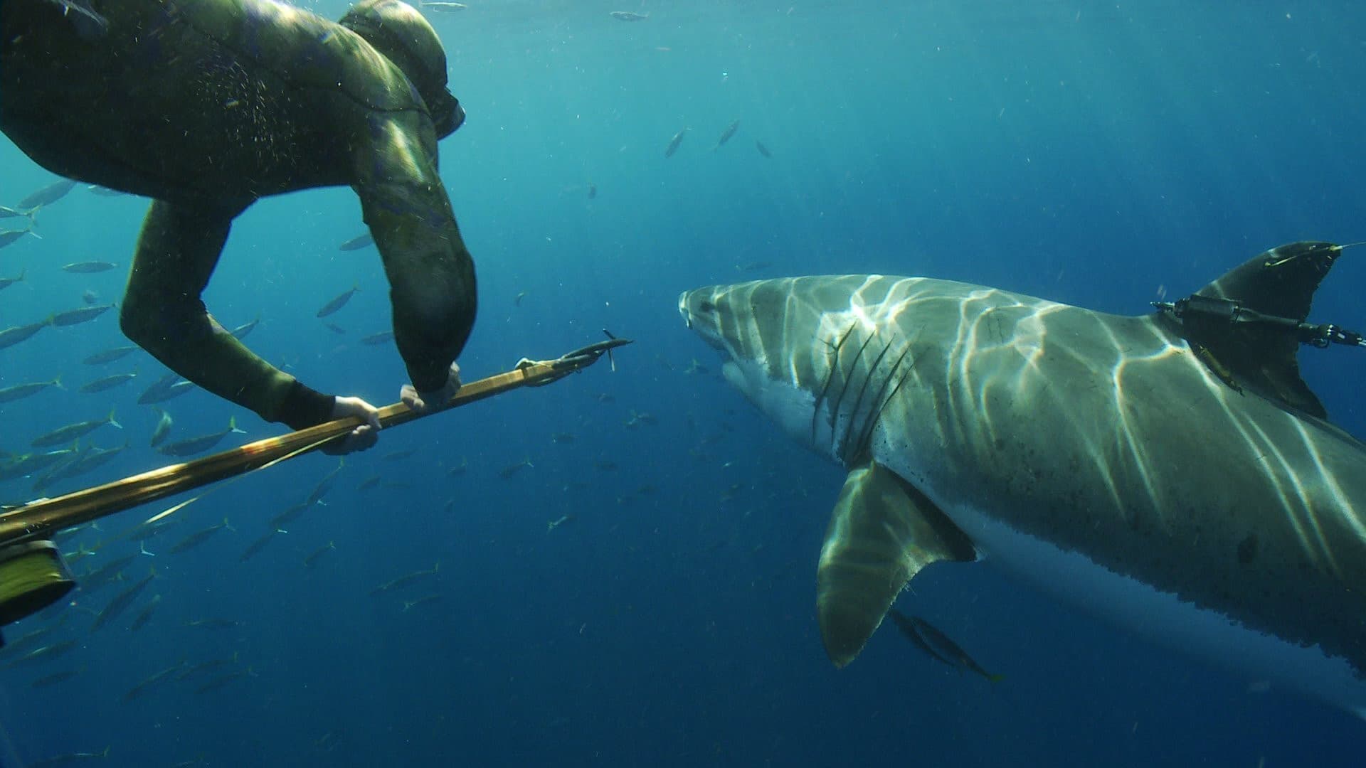 Poster backdrop for Great White Shark: Beyond the Cage of Fear