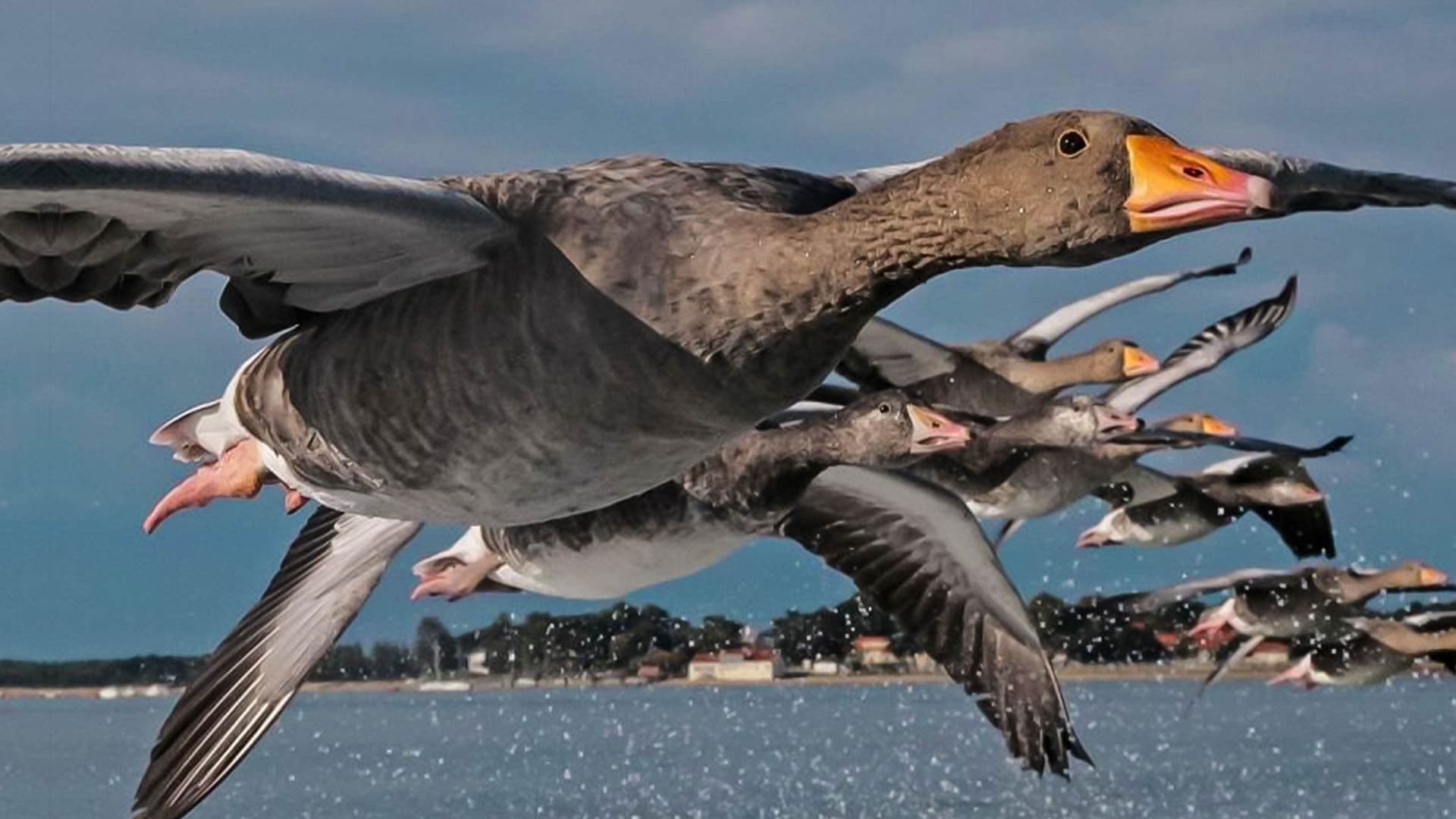 Poster backdrop for The Secret Routes of Migratory Birds