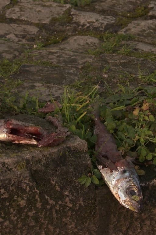 Poster backdrop for There's a Cat Here