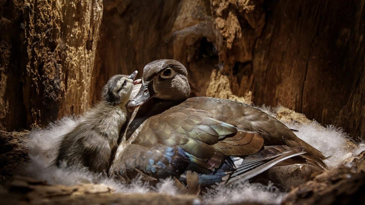 Poster backdrop for Backyard Wilderness