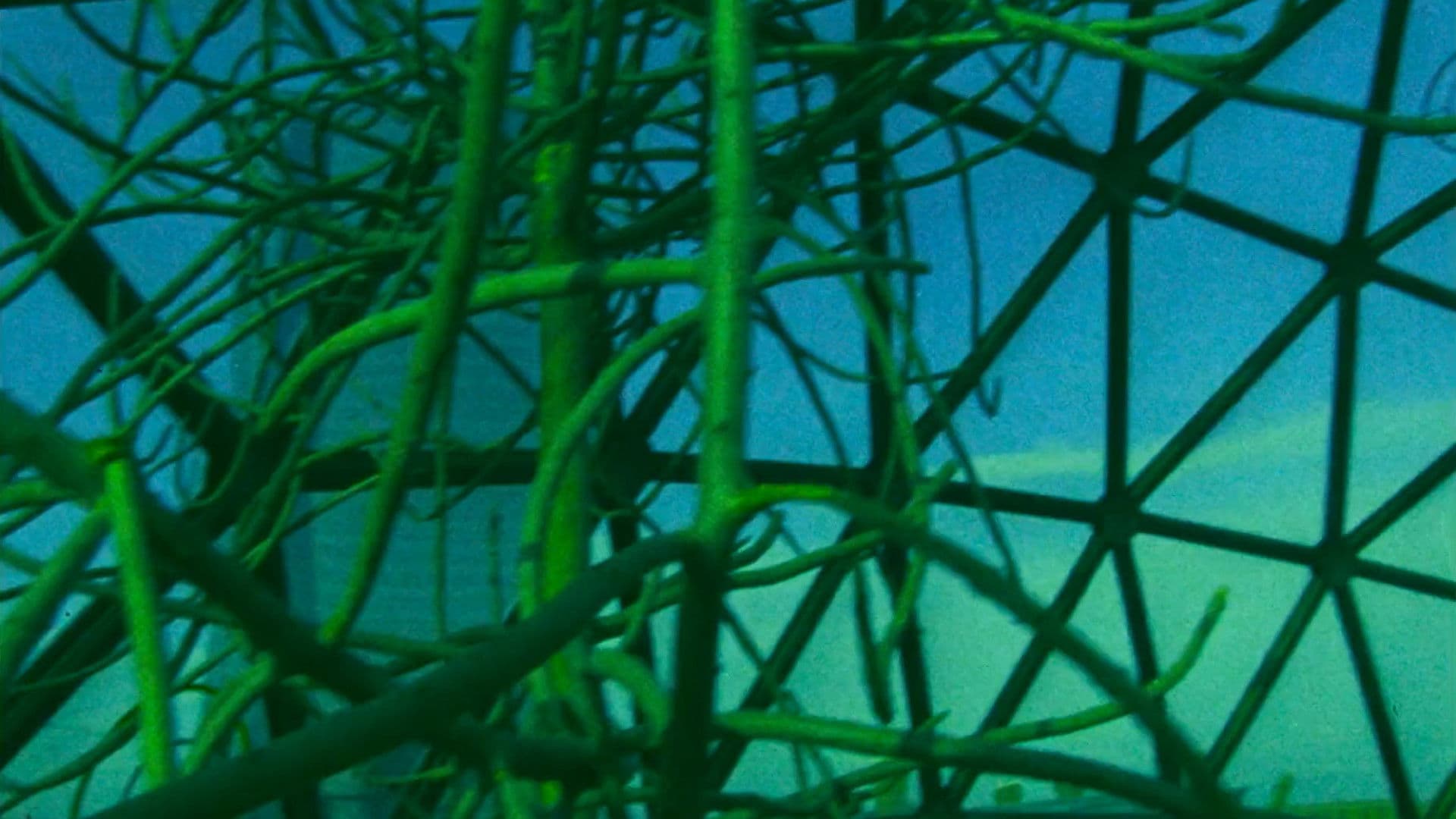 Poster backdrop for Ornette: Made in America