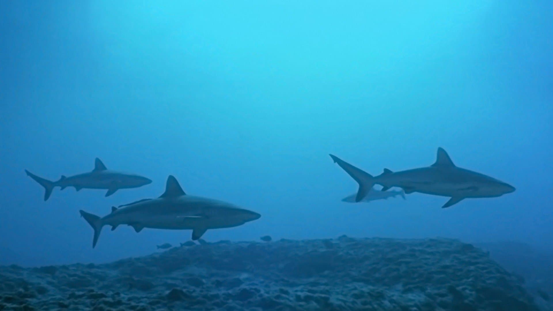 Poster backdrop for Atlantis