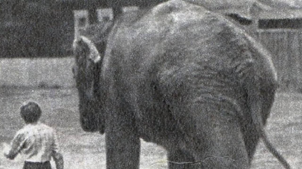 Poster backdrop for The Elephant Got Lost