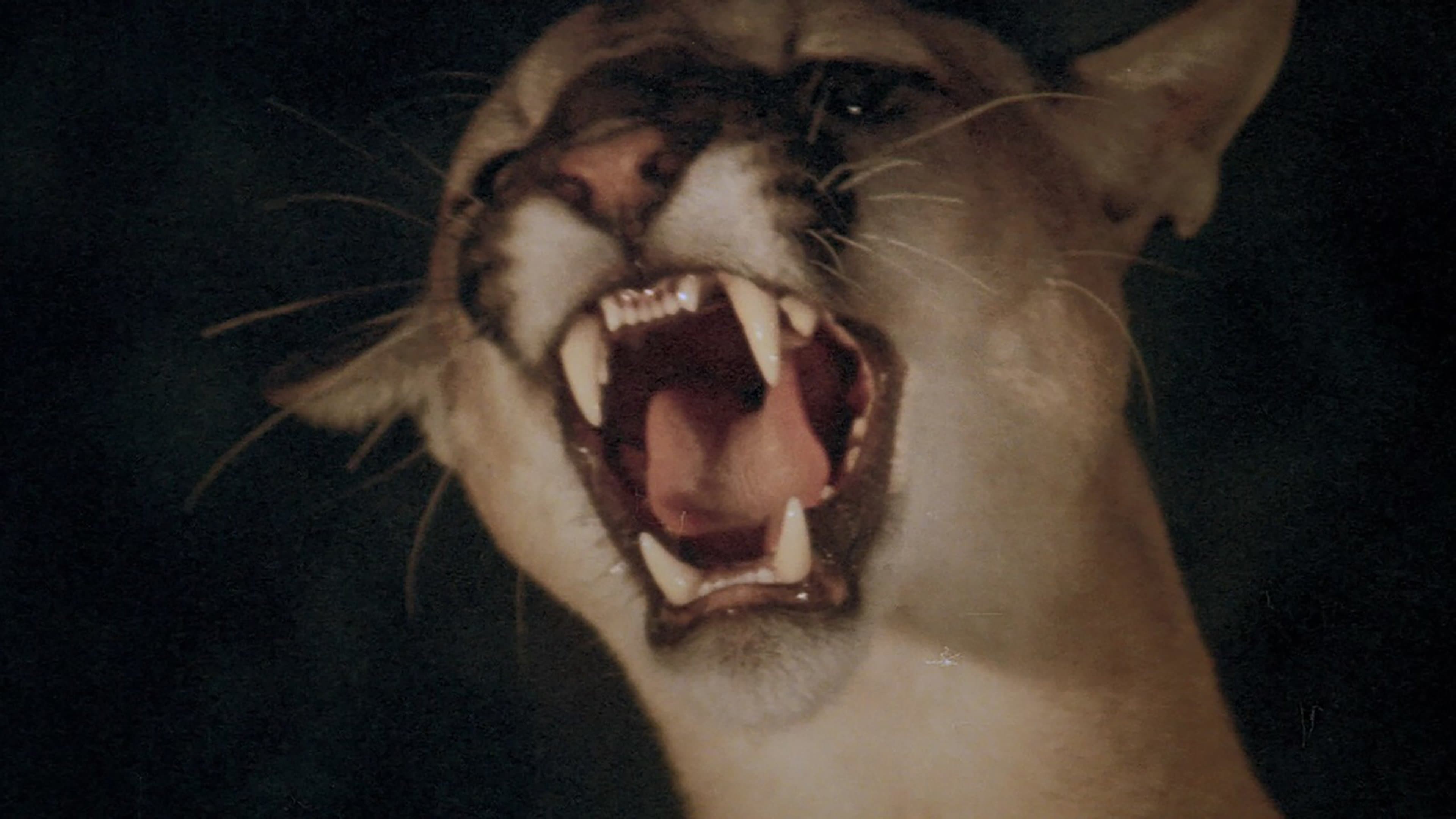 Poster backdrop for Day of the Animals