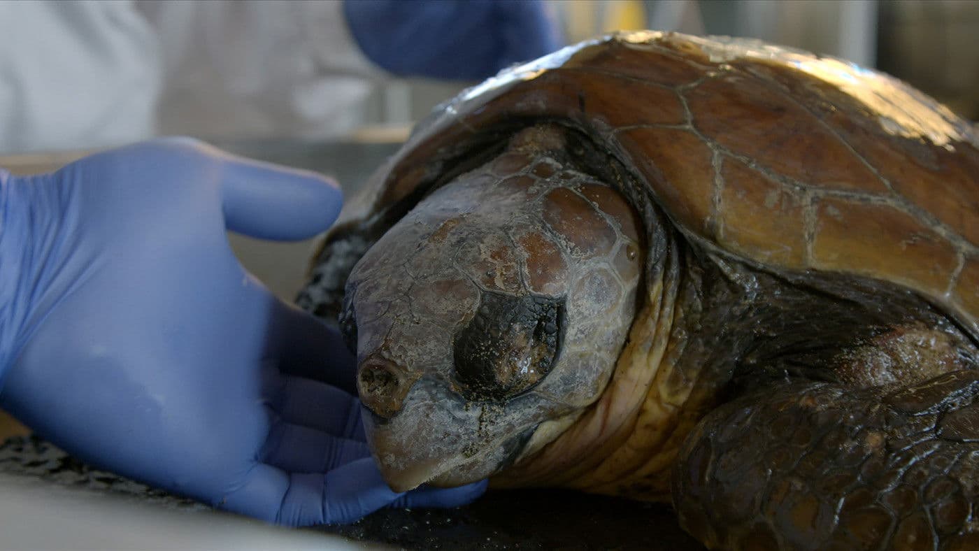 Poster backdrop for Man Kind Man