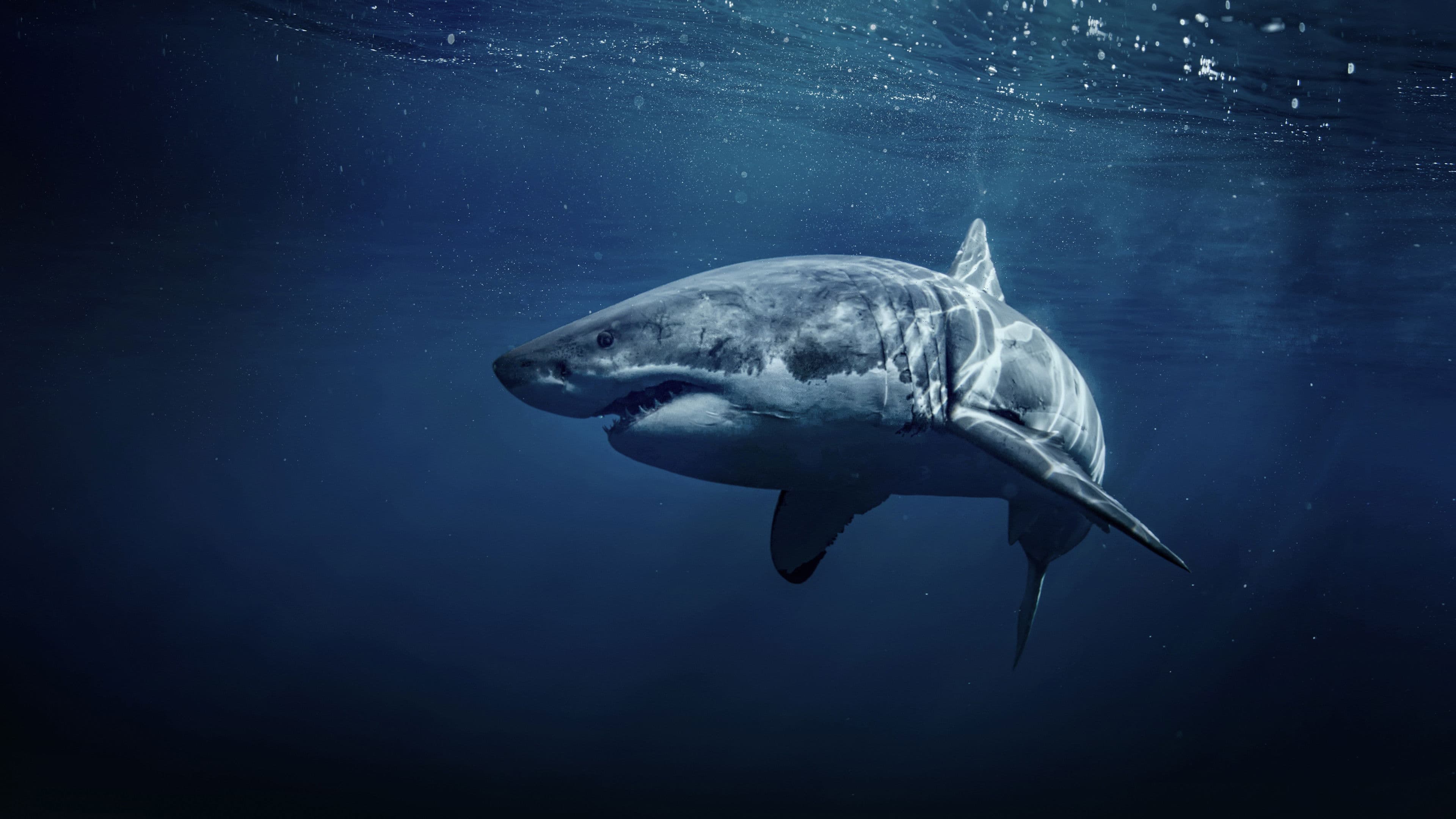 Poster backdrop for 50 Shades of Sharks