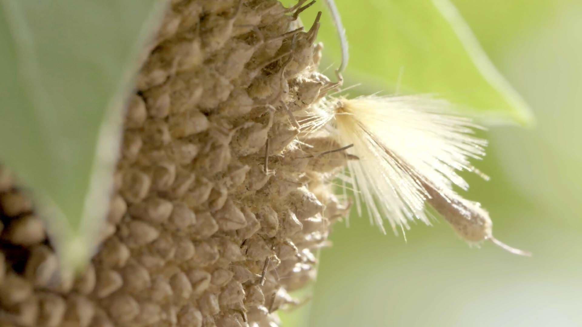 Poster backdrop for Le Peuple des airs