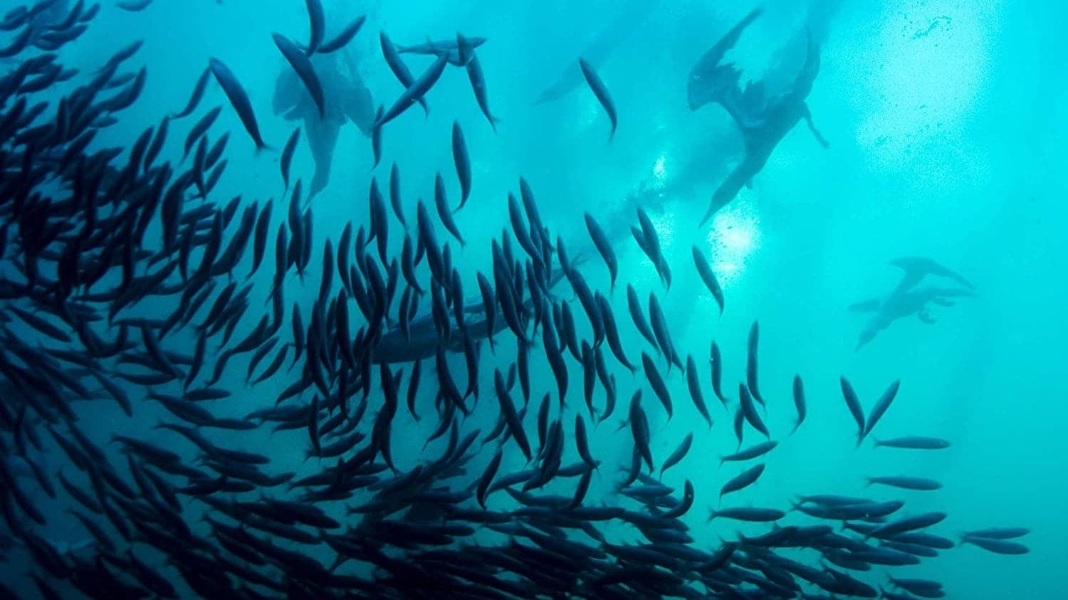 Poster backdrop for Wild Ocean