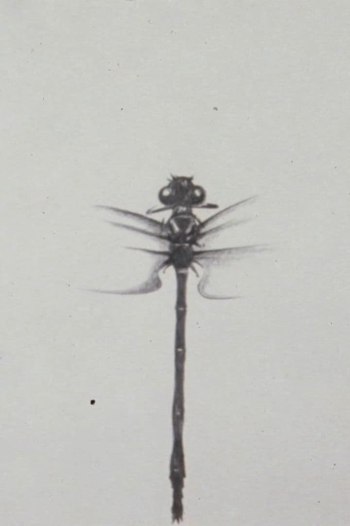 Poster backdrop for Dragonfly