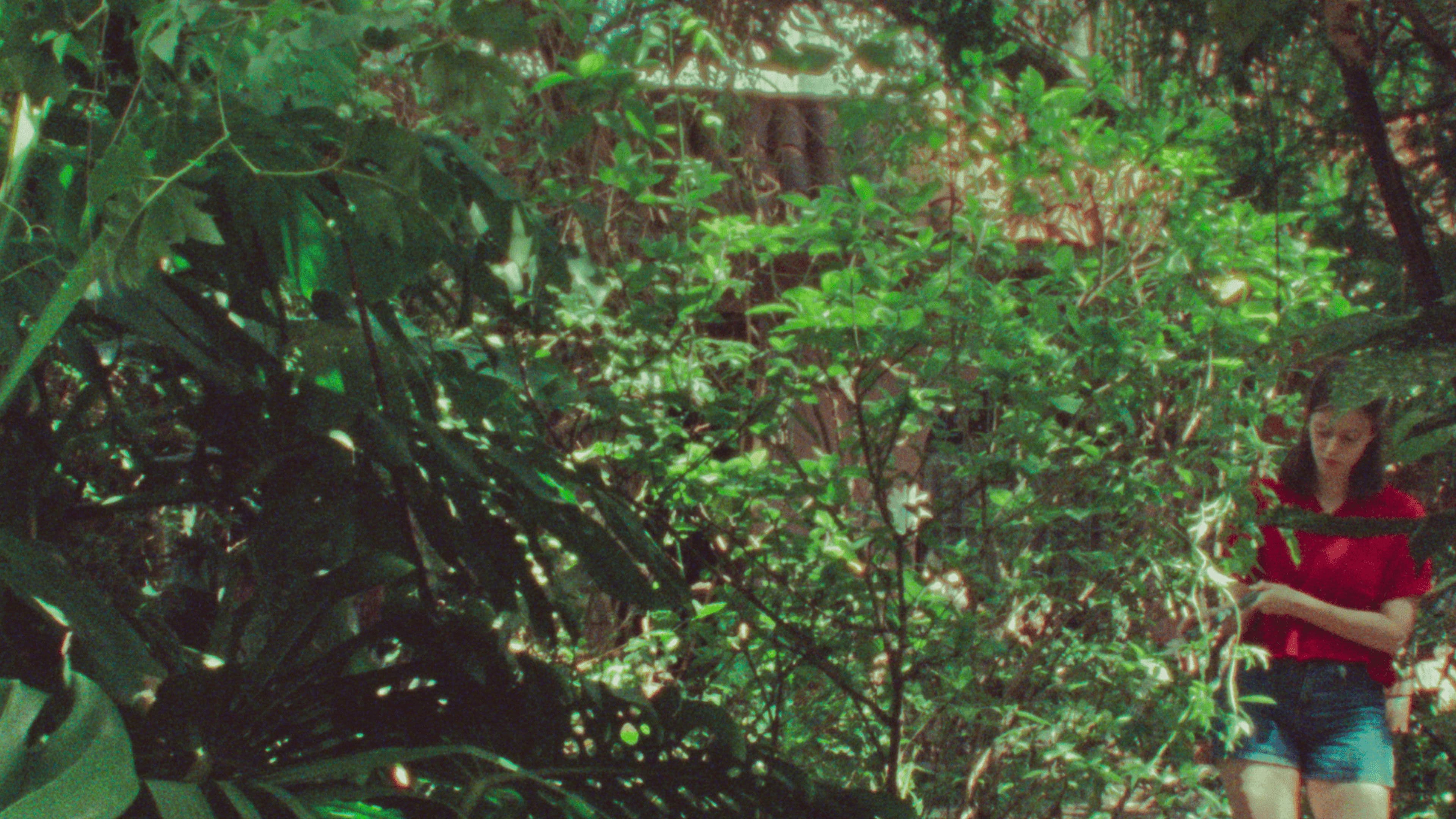 Poster backdrop for The Parrot