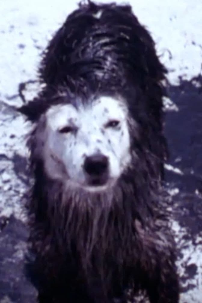 Poster backdrop for Harry the Dirty Dog