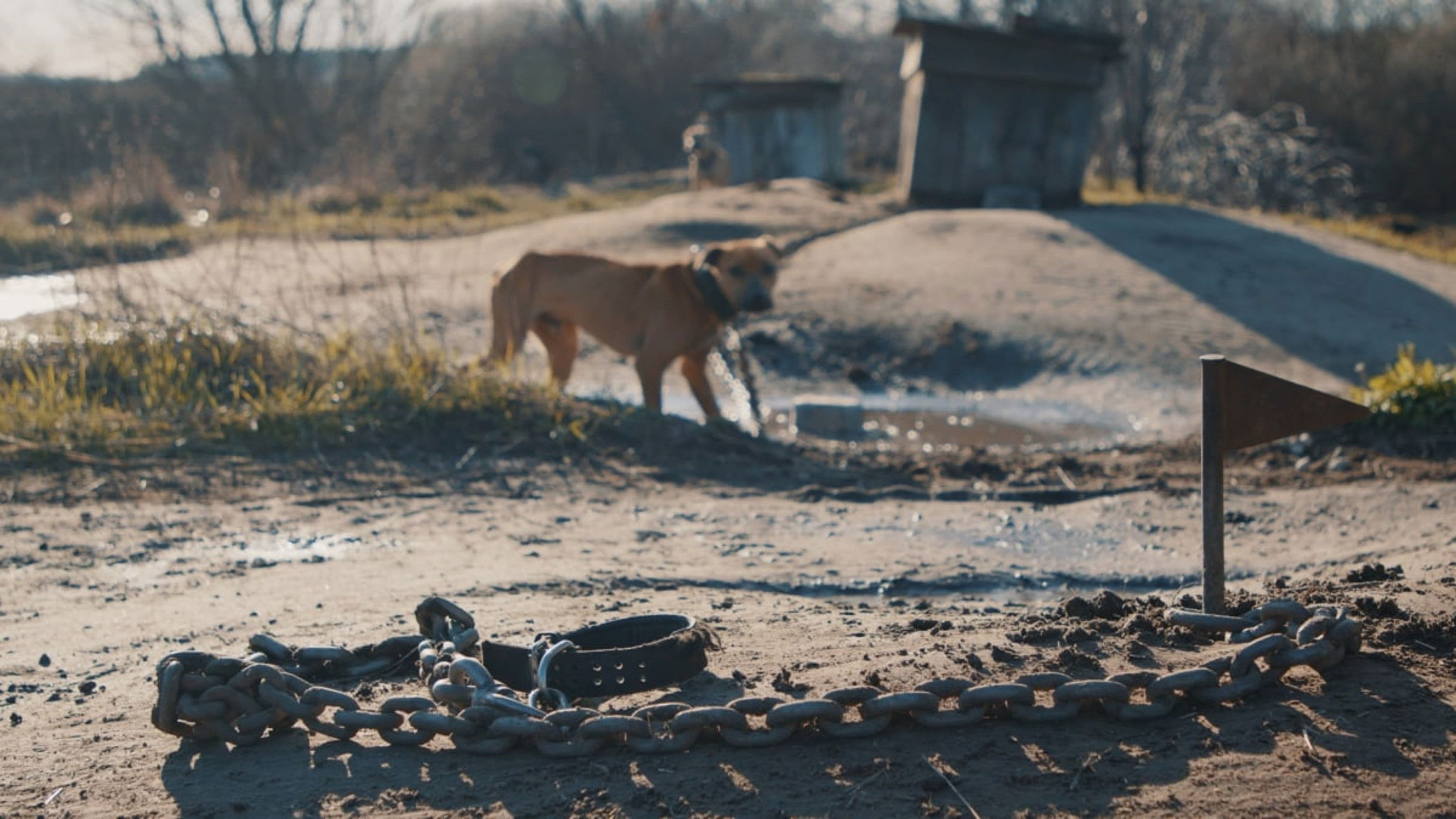 Poster backdrop for Searching for Nika