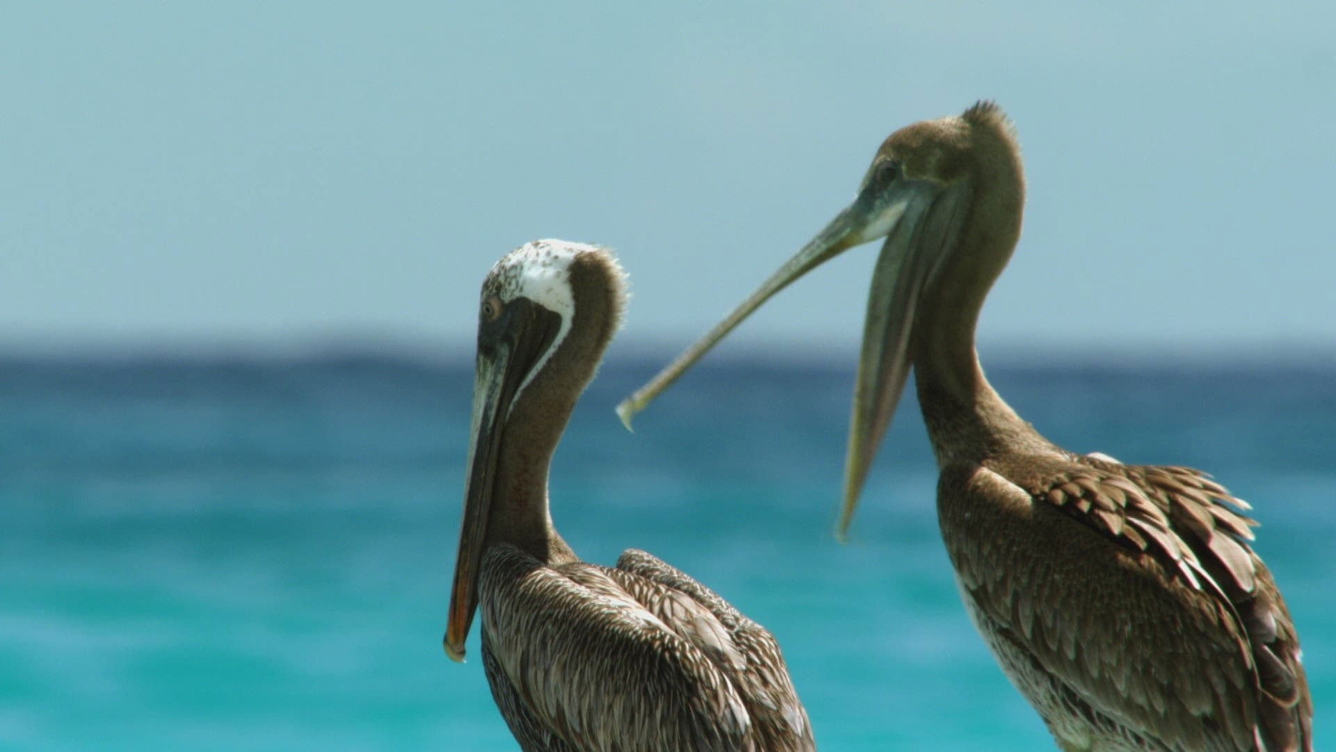 Poster backdrop for Cuba's Wild Revolution
