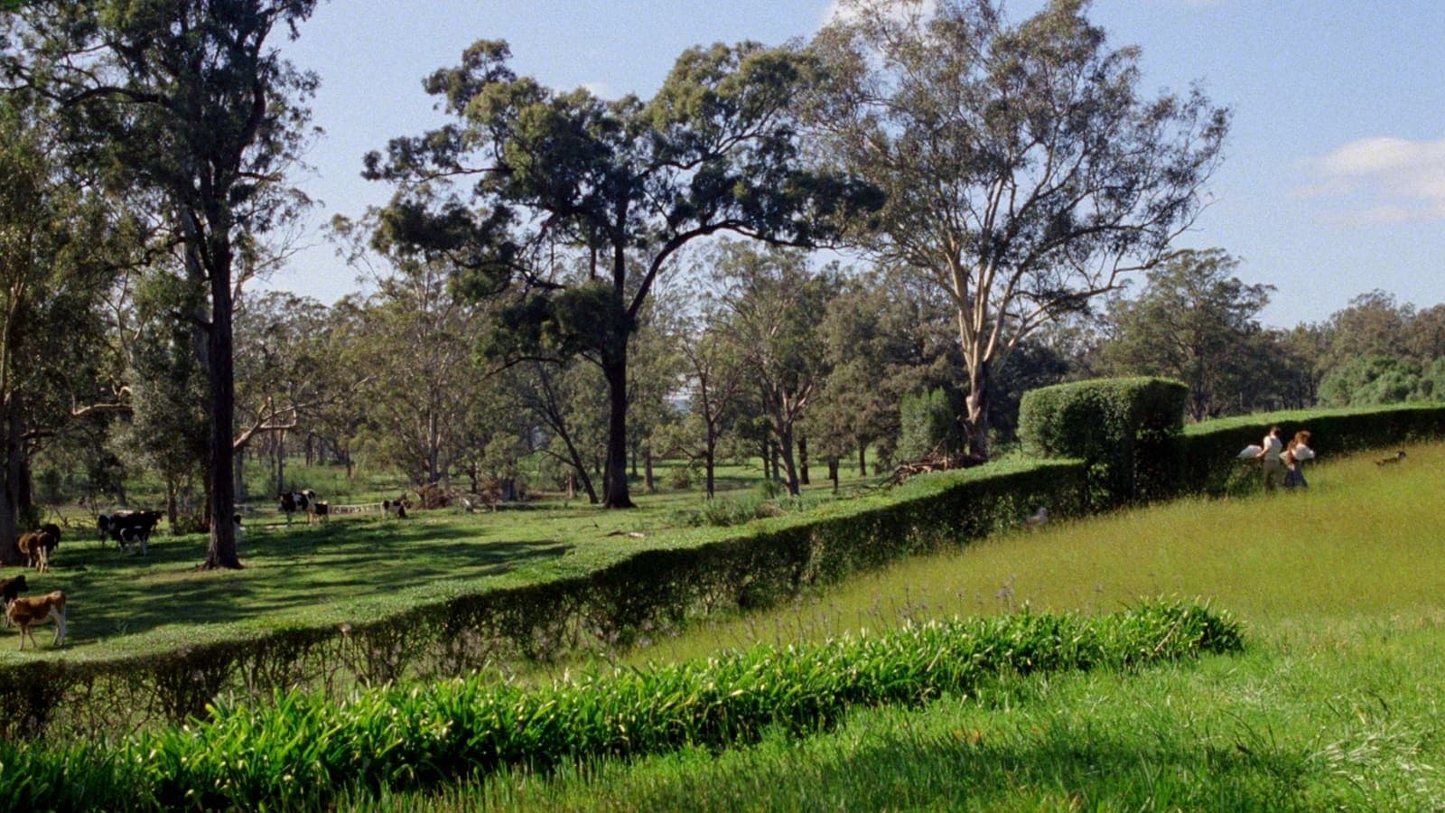 Poster backdrop for My Brilliant Career