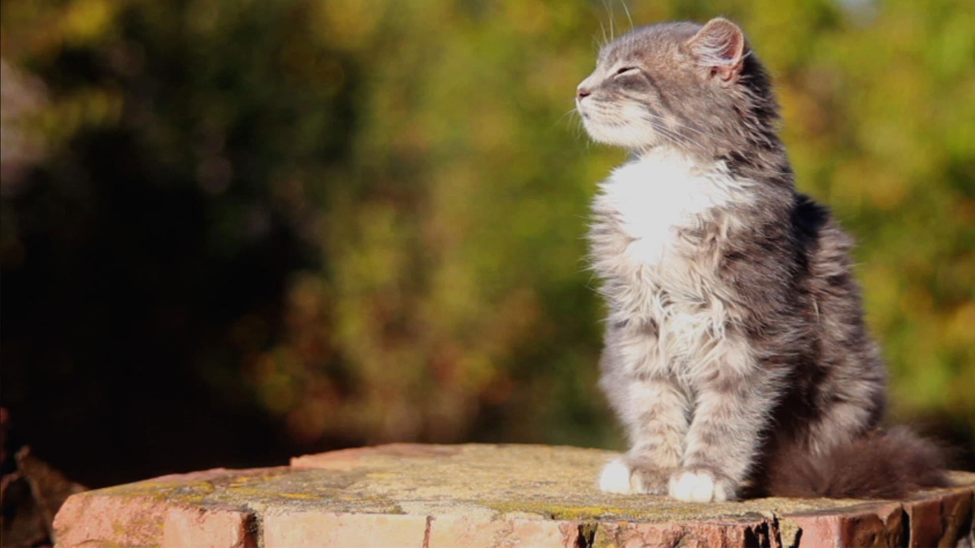Poster backdrop for Happy as a Cat