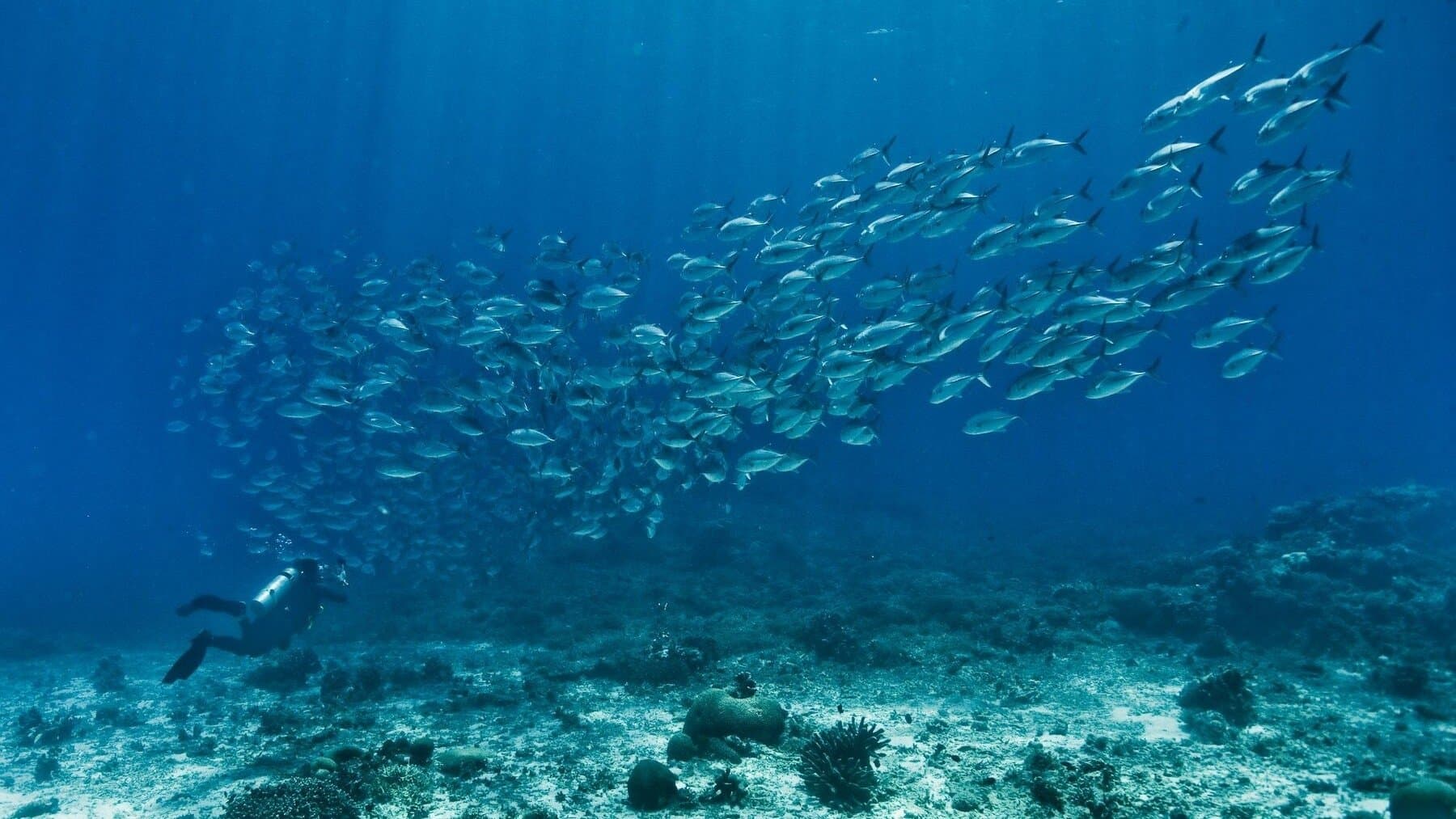 Poster backdrop for The End of the Line