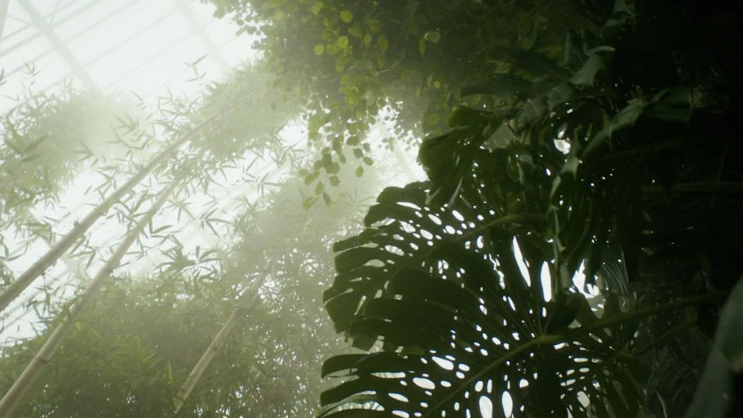 Poster backdrop for Paradise Lost?