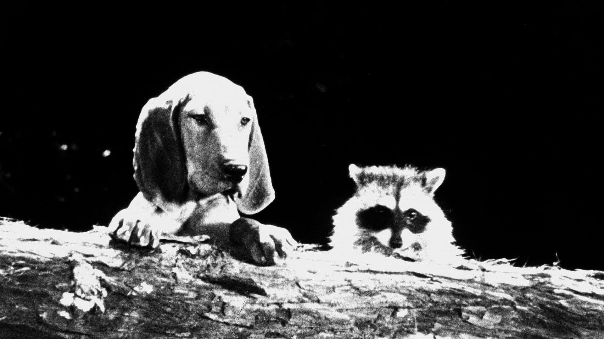 Poster backdrop for The Hound That Thought He Was a Raccoon